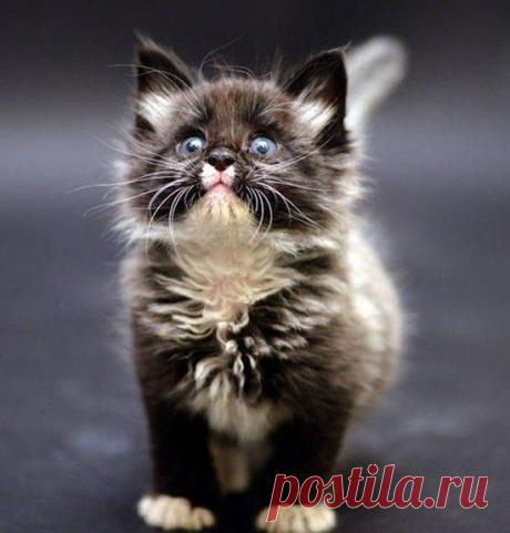 В мире животных