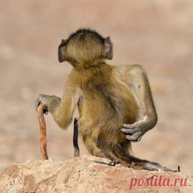 Определены самые смешные фото дикой природы 2020 года - Новости Mail.ru