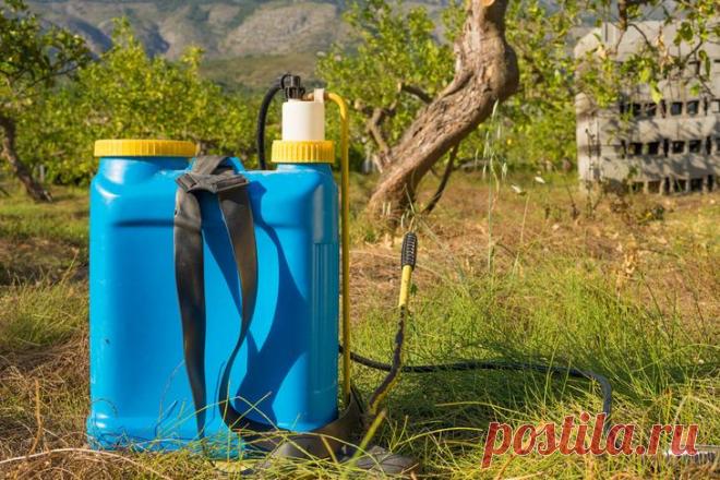 Как вывести пырей с огорода, дачного участка навсегда?