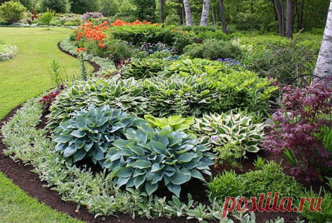 Ландшафтные хитрости: с чем красиво сочетать хосты