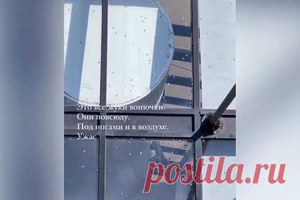 Туристы в Сочи пожаловались на заполонивших город клопов-«вонючек». Осенью полчища мраморных клопов атаковали жилые дома и отели Сочи. Местные жители называют насекомых вонючками. Вредители пробираются в помещения сквозь узкие щели и прячутся в складках одежды, оставляя неприятное впечатление у гостей города. Некоторые даже случайно привозят клопов из отпуска домой.