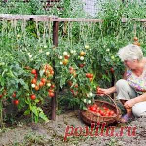 Хотите получать по два ведра томатов с куста? - МирТесен