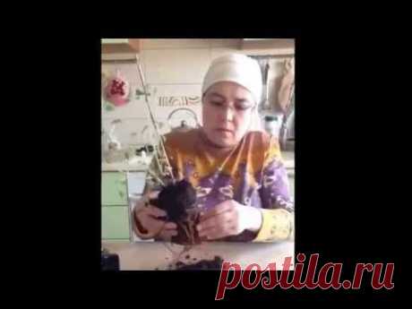 Клематис.От покупки до посадки в грунт.