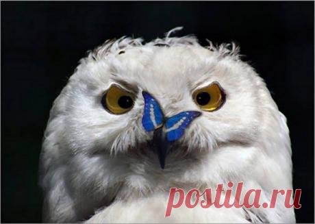 Совы - восхитительные птицы. Потрясающие охотники и красивые фотомодели. - Путешествуем вместе