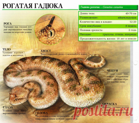 Гадюка рогатая. Длина тела: 40-70 см. Размножение: яйцекладущая. Количество яиц в кладке: 12-20. Срок инкубации: 8 недель. Половая зрелость: 2 года. Питание: грызуны,