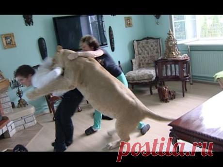 Lion attacks man at home - YouTube
