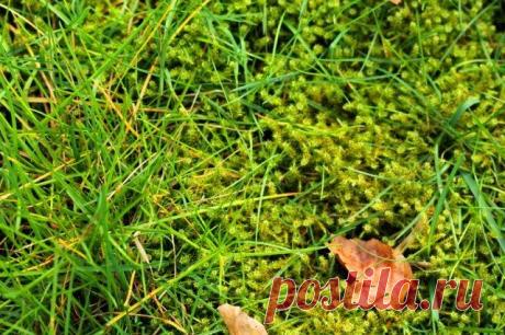 Мох на газоне после зимы: почему появляется, и как избавиться Вырастить красивый и здоровый газон простым и дешевым делом не назовешь. Он постоянно требует к себе внимания, страдает от нашествия сорняков и вредителей. Особенно плачевно газон может выглядеть посл...