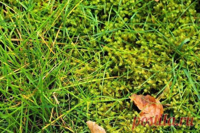 Мох на газоне после зимы: почему появляется, и как избавиться Вырастить красивый и здоровый газон простым и дешевым делом не назовешь. Он постоянно требует к себе внимания, страдает от нашествия сорняков и вредителей. Особенно плачевно газон может выглядеть посл...