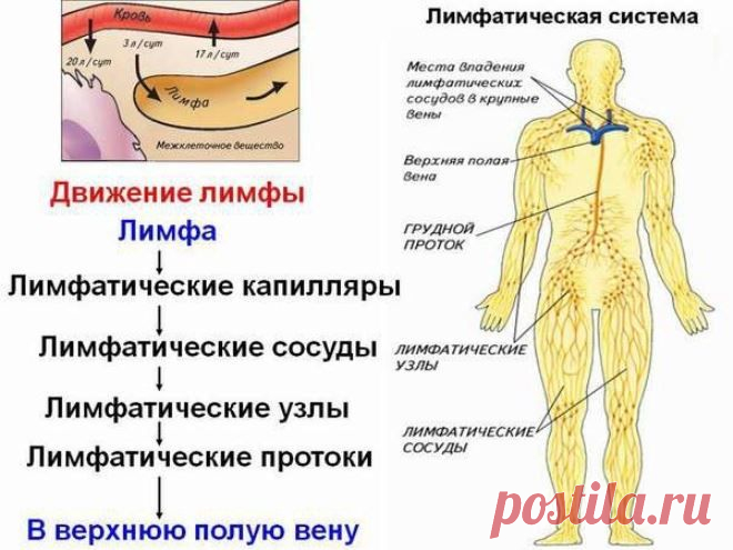 НИКОГДА НЕ ДОПУСКАЙТЕ ЗАСТОЯ ЛИМФЫ... 
Двигаться кровь по артериям заставляет мышечный сосудистый орган — сердце, движение крови по артериям и венам обеспечивается — сердечно клапанным строением, далее строением сосудистой и артериальной …