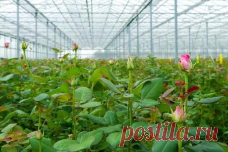 Календарь розовода: как ухаживать за розами круглый год