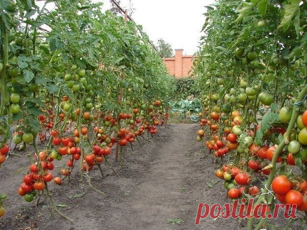 Золотые правила высокого урожая помидоров - Садоводка