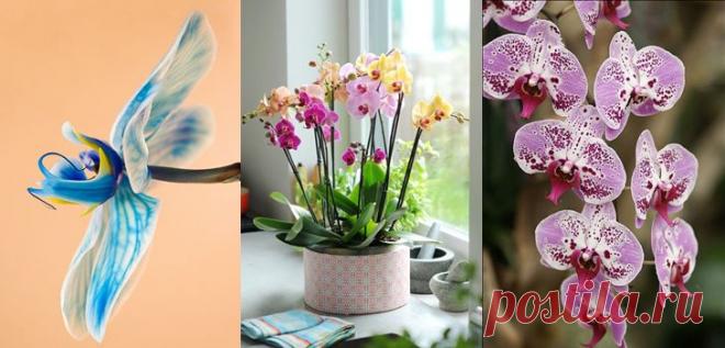 И снова про орхидеи. Советы - Страна Мам
