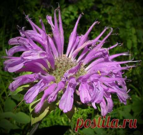 Дикий бергамот.