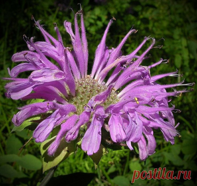 Дикий бергамот.