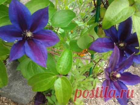 клематис Мр Томпсон