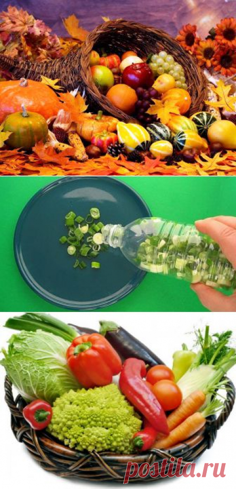 (+1) тема - Простые хитрости, которые помогут сохранить продукты осеннего урожая зимой | МОЙ ДОМ