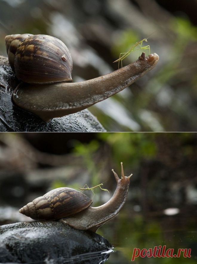 Богомол верхом на улитке: битый небитого везет | Фотография | Фотография