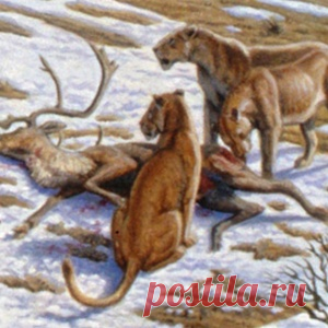Кошка   магическое животное