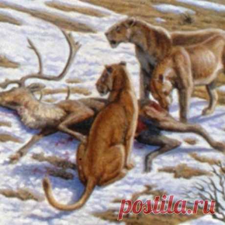 Кошка   магическое животное