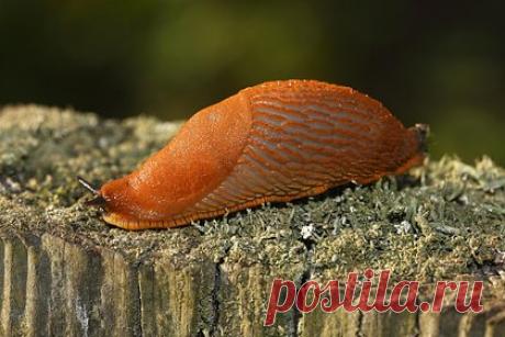 В Москве увеличилось число гигантских испанских слизней. В Москве и Подмосковье увеличилось число гигантских испанских слизней. Об этом рассказал научный сотрудник кафедры Общей экологии и гидробиологии Биологического факультета МГУ имени Ломоносова Вадим Марьинский в беседе с «Комсомольской правдой». По словам Марьинского, слизни не могут навредить человеку напрямую.