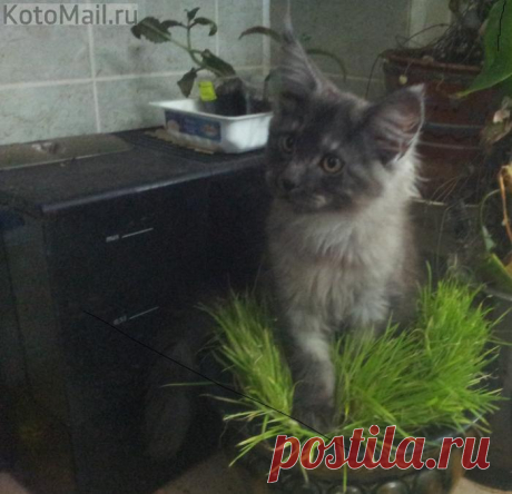 На лугу пасутся ко...