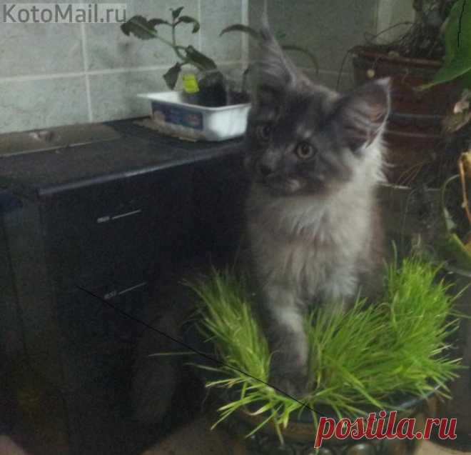 На лугу пасутся ко...