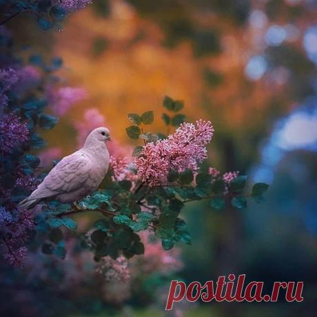 😍🕊️
... Imagen de @_love_grams 📸

Sígueme para disfrutar de las imágenes más lindas y sorprendentes del mundo @imagenesporelmundo 🌐 Recuerda activar las notificaciones 🔔 Para destacado hashtag o etiquetar #imagenesporelmundo 📨
.
#imagenes #fotografias #mundo #paisajes #artesvisuales #love #fondos #image #landscape #hoy #viral #fotos #paisajesbonitos #fotografos #paisajeshermosos #imagendeldia #sorprendente #colores #beautiful #increible #paloma #americalatina #postal...