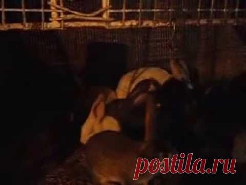 Разведение кроликов в домашних условиях для начинающих — Яндекс.Видео