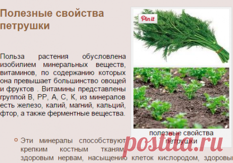 Полезные свойства петрушки | ЗДОРОВЫЙ ДОМ