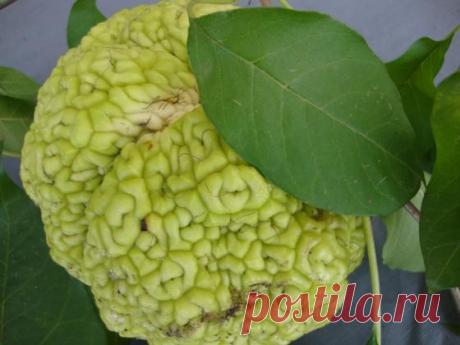 Маклура (адамова ябълка) – декоративно и лечебно растение Маклурата е двудомно растение, което израства бързо и се приспособява лесно