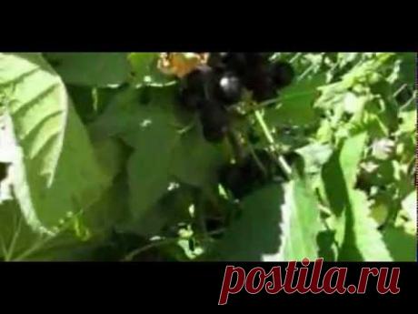 Летняя обрезка чёрной смородины (1).