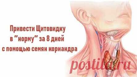 Привести Щитовидку в норму за 8 дней с помощью семян кориандра