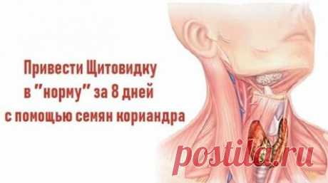 Привести Щитовидку в норму за 8 дней с помощью семян кориандра