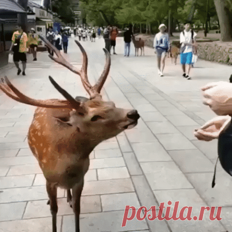 Благодарный олень