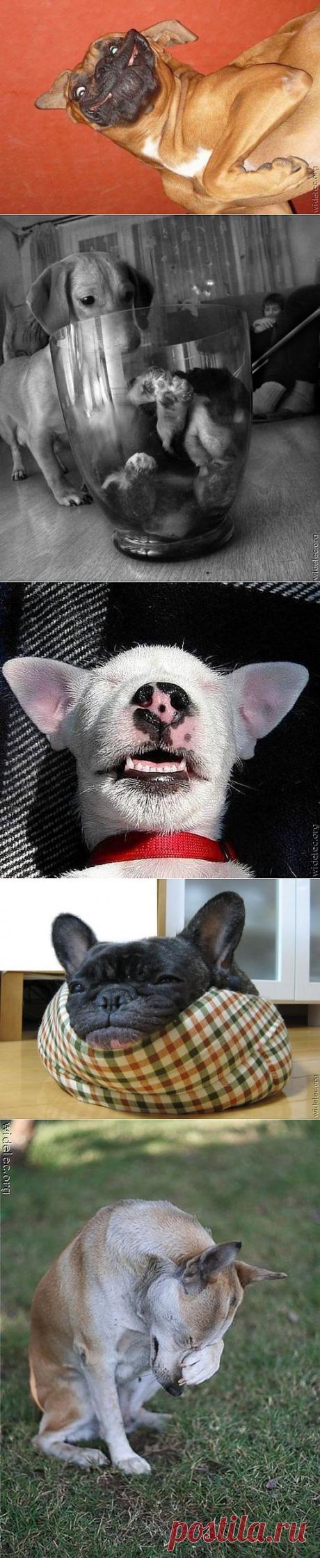 Смешные собаки