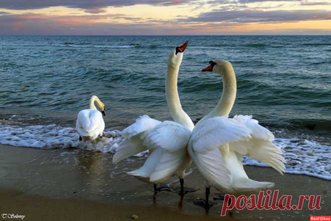 Фото: 