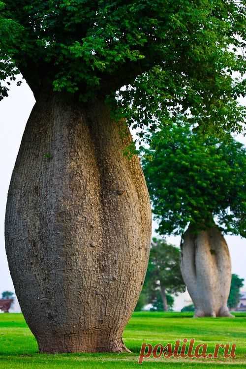 Trees | Dusky's Wonders