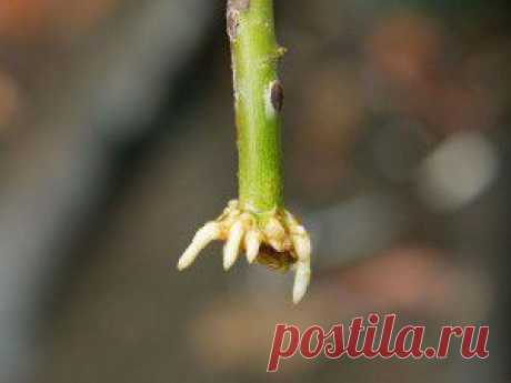 Укоренение растений в картофелине