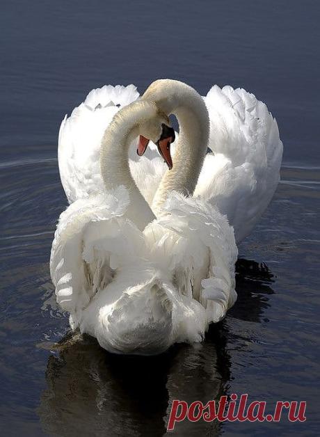 Swans in Love | Cute Critters