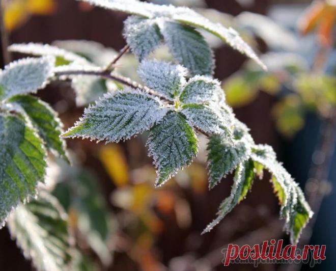 Как защитить садовые растения от весенних заморозков  

Вероятность весенних возвратных заморозков существует вплоть до середины июня. Когда у вас несколько цветущих кустарников, их можно быстро укрыть лутрасилом, мешками, соломой, щитами на подставках,…