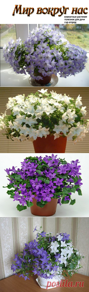 Кампанула - комнатный цветок жених и невеста |