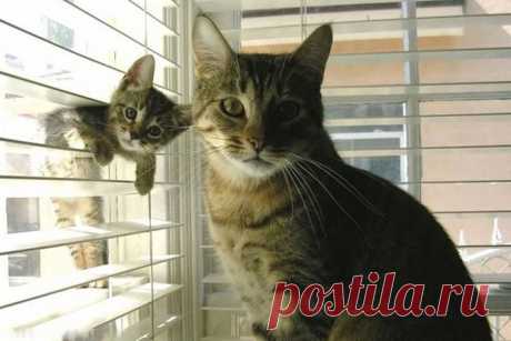 22 очаровательных семейных портрета животных