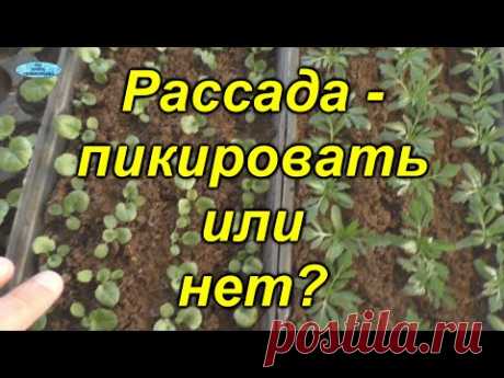 Как вырастить рассаду без пикировки?