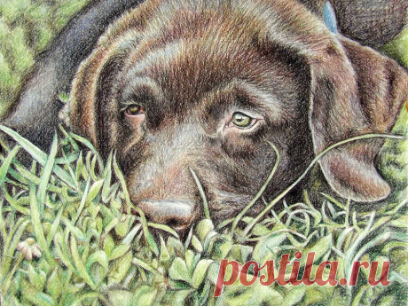 Labrador Puppy Bruno by ArtsandDogs on DeviantArt