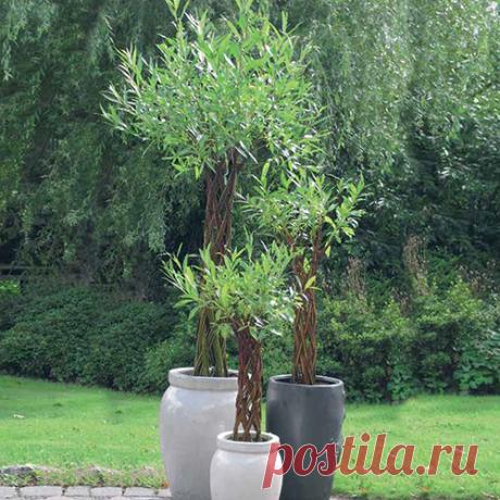 plaited willow tree - Google Search