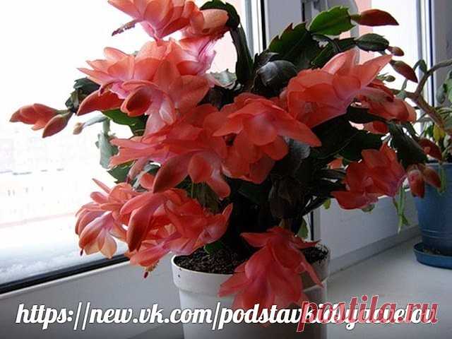 (20) Одноклассники