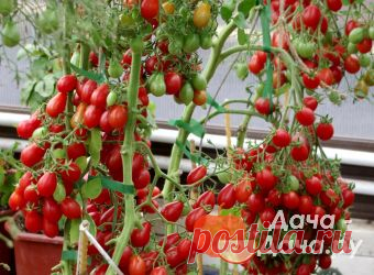 Монпансье - сорт растения Томат