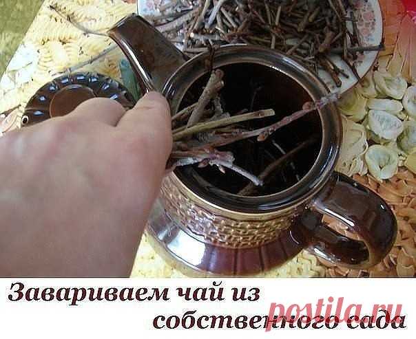 Завариваем чай из собственного сада
Такие полезные веточки! 
Мы покупаем чай не понятно где и как собранный, в идеале – действительно с индийских плантаций, в то время как в нашем саду растет отличная заварка! Говорите, в вашем саду сейчас ничего нет, кроме голых деревьев? Они то нам и нужны. Точнее – их веточки.
Как заваривать чай из веток
Для приготовления такого напитка прокипятите тонкие веточки 10-15 минут, а затем оставьте настояться на ночь. Перед употреблением проц...