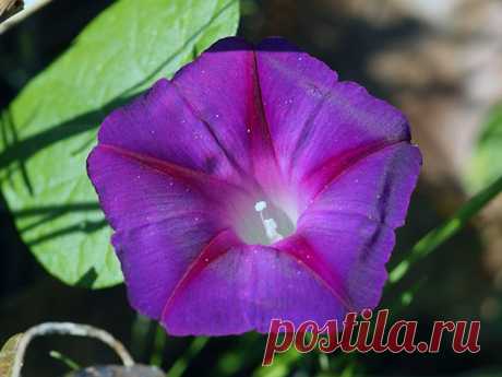 Посев цветов в апреле в открытый грунт