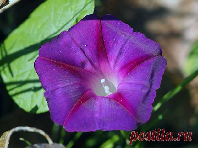 Посев цветов в апреле в открытый грунт